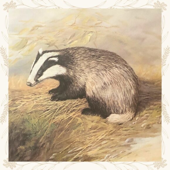 Vintage Mike Nance Wildlife Badger Print - Picture 3 of 4